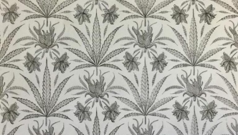 Botanical beauty of cannabis on display in rare exhibit