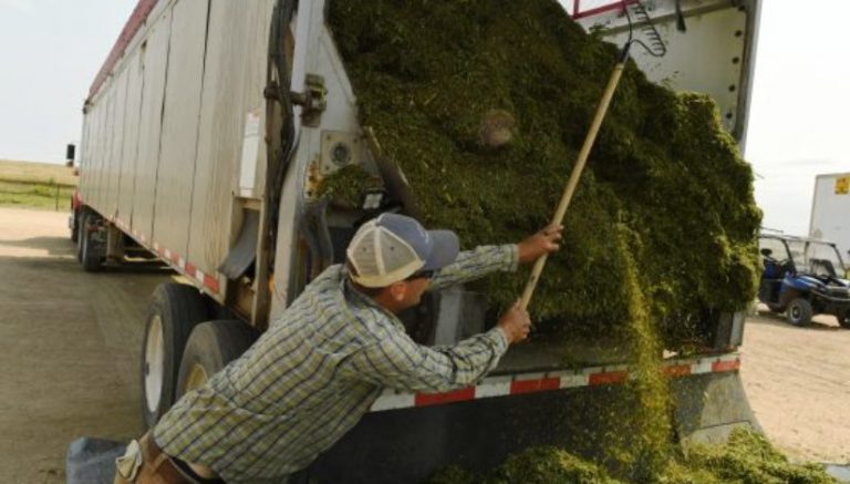 Going into its fourth harvest, Colorado industrial hemp industry still facing growing pains