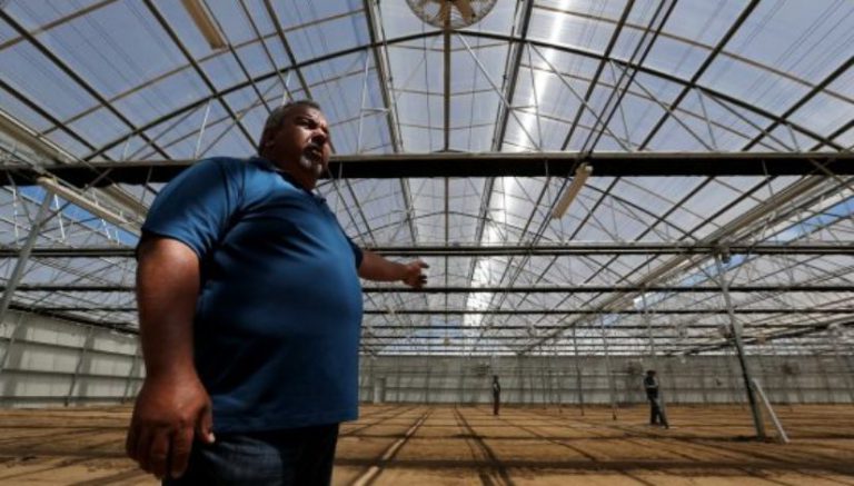 How the War on Drugs crushed California greenhouses and cannabis legalization is bringing them back