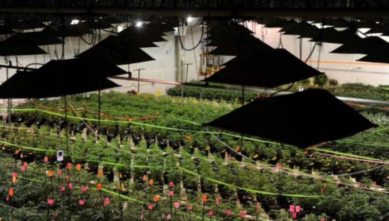 Ohio selects 12 large-scale marijuana growers, but they won’t be easy to spot