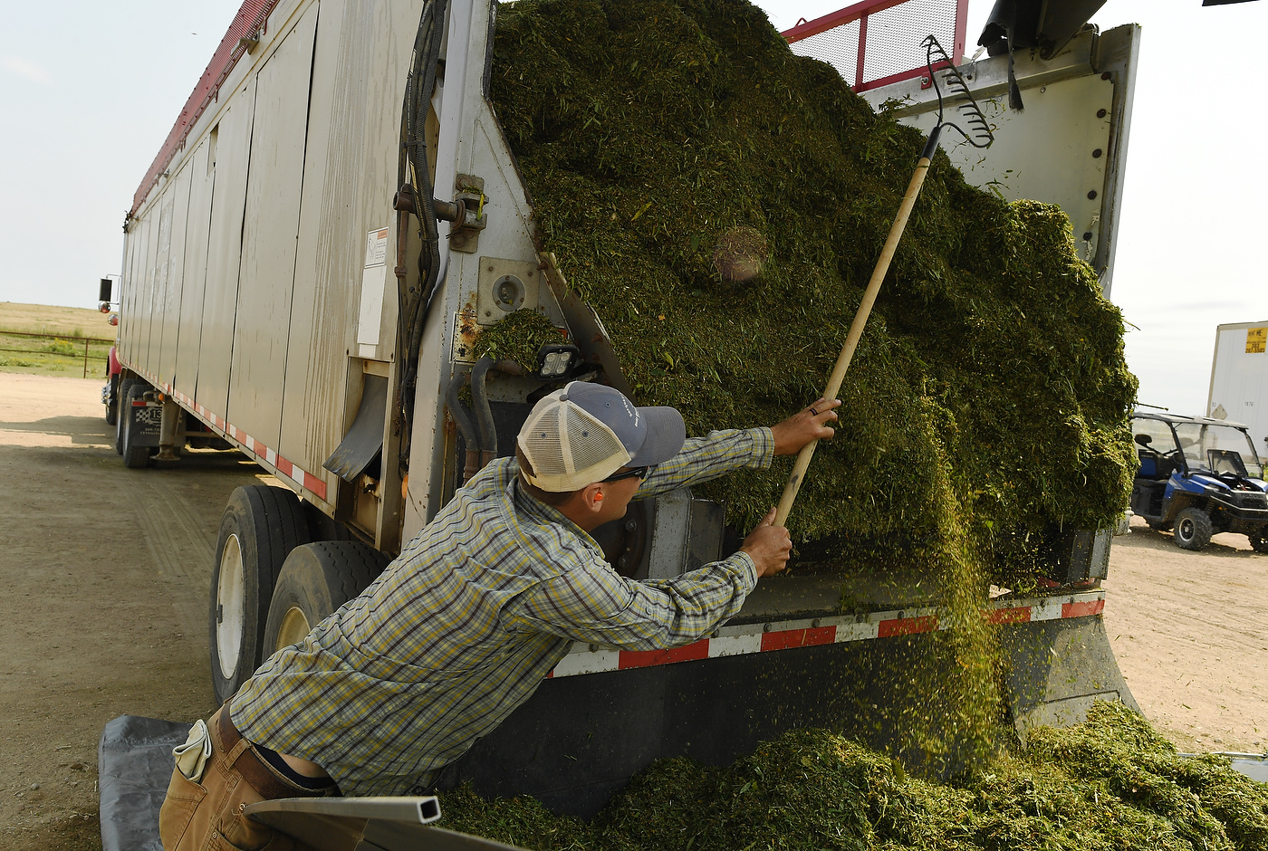 EATON, CO - SEPTEMBER 5: Robin Pitt, of Colorado Cultivars Hemp Farm, unloads a load of hemp after it was harvested on September 5, 2017 in Eaton, Colorado. (Photo by RJ Sangosti/The Denver Post)
