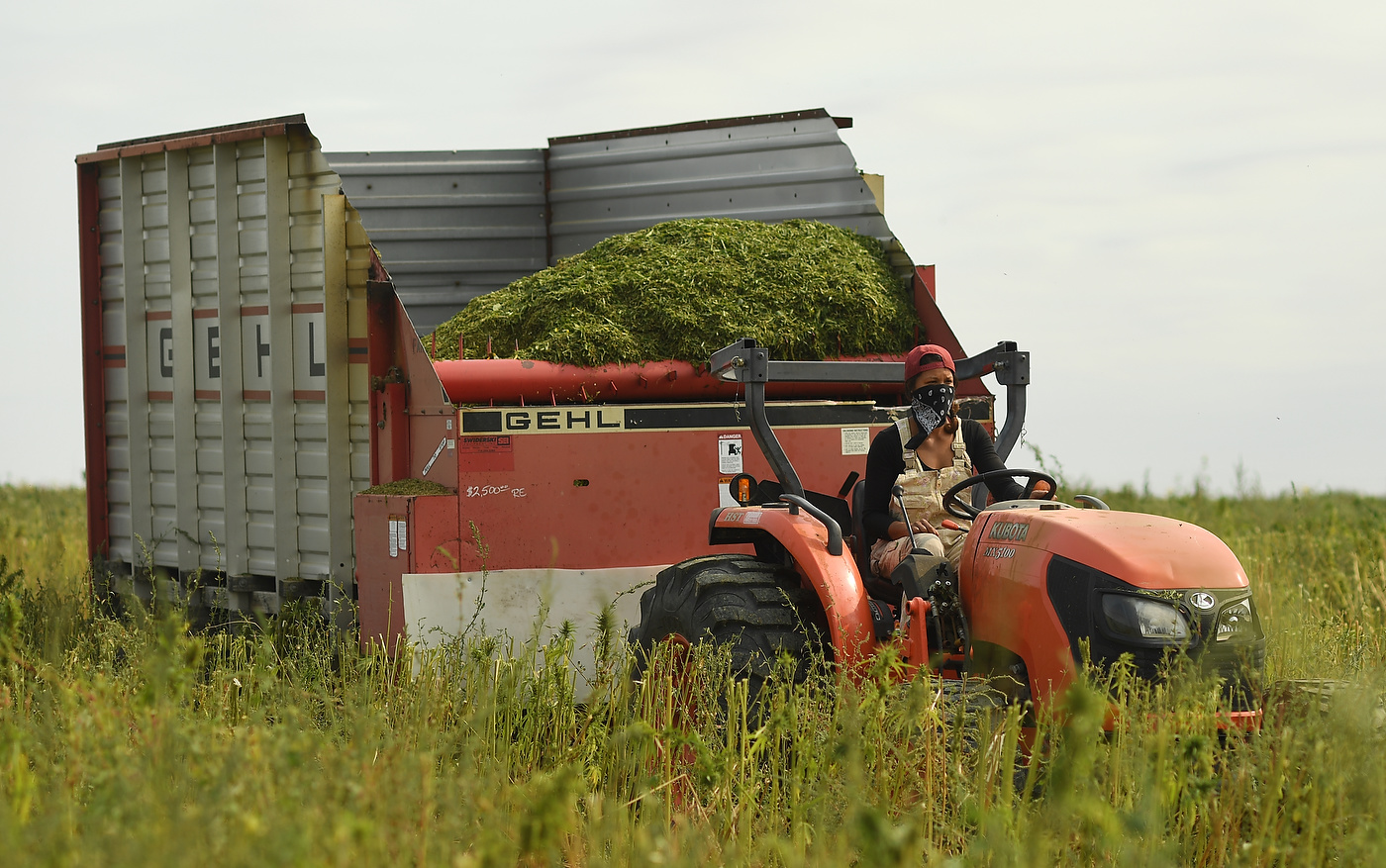 EATON, CO - SEPTEMBER 5: Shami Coleman, co-owner of Colorado Cultivars Hemp Farm brings in a load of hemp that was harvested on September 5, 2017 in Eaton, Colorado. (Photo by RJ Sangosti/The Denver Post)