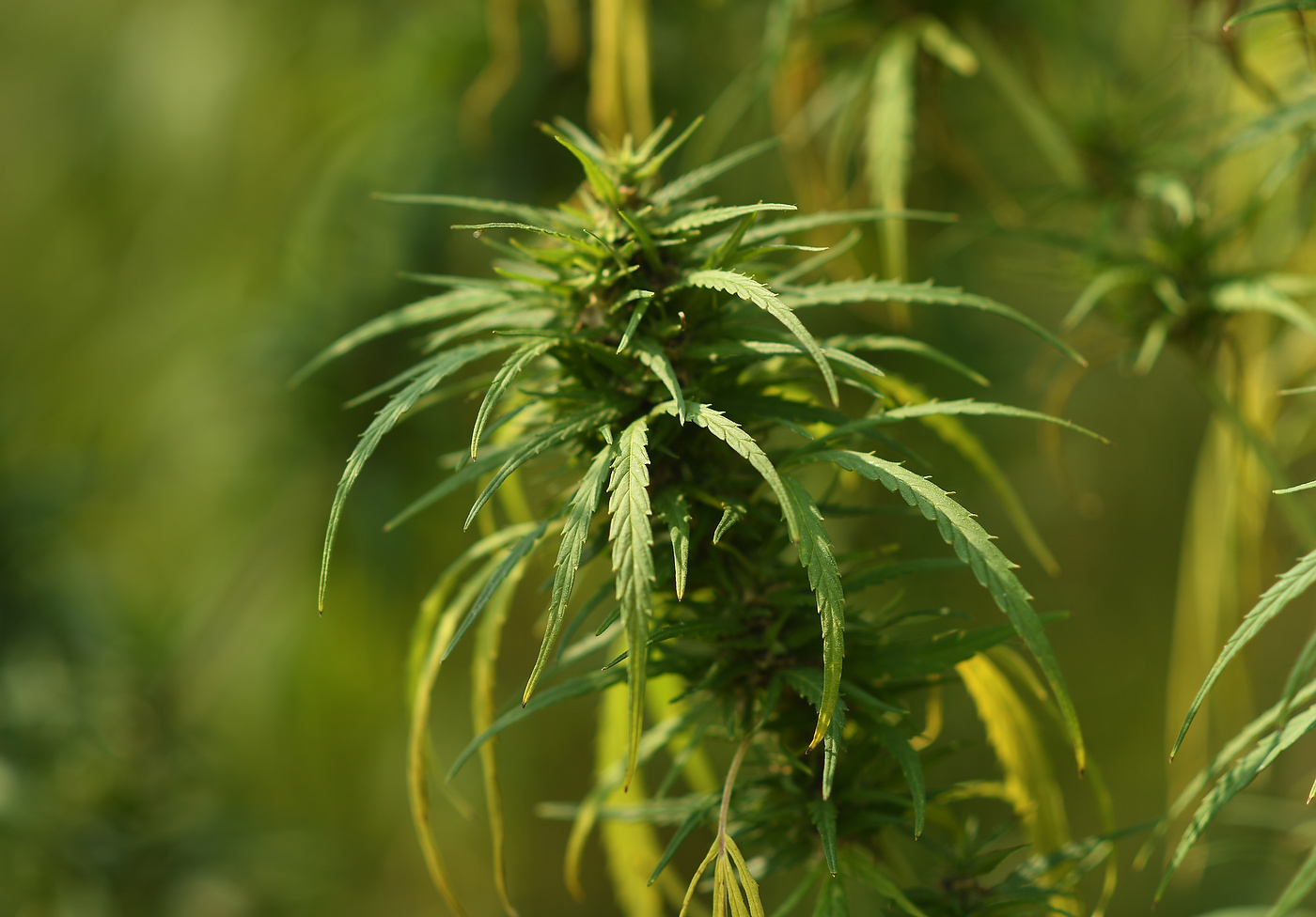 EATON, CO - SEPTEMBER 5: Colorado Cultivars Hemp Farm is one of the largest hemp farms in the U.S. on September 5, 2017 in Eaton, Colorado. (Photo by RJ Sangosti/The Denver Post)