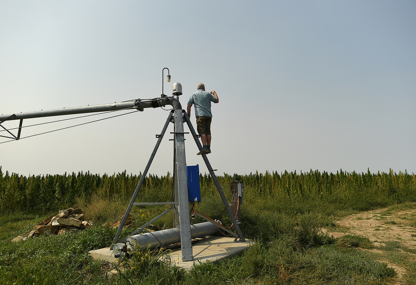 EATON, CO - SEPTEMBER 5: Damian Farris, co-owner of Colorado Cultivars Hemp Farm, climbs up a irrigation pivot to looks over the crop before it is harvested and to take a photo to show his mother on September 5, 2017 in Eaton, Colorado. (Photo by RJ Sangosti/The Denver Post)