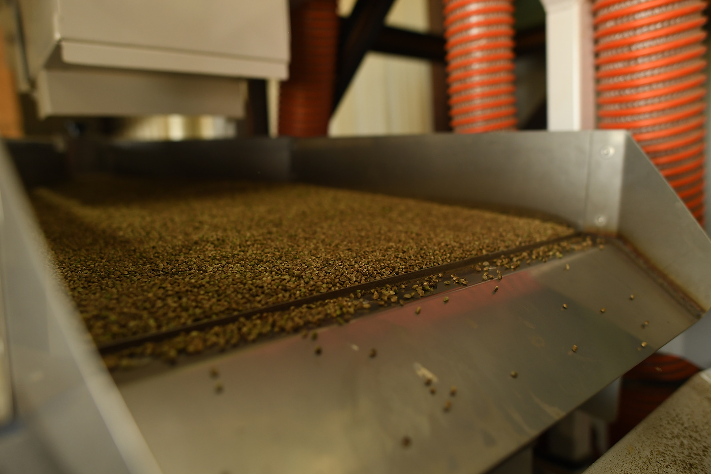 EATON, CO - SEPTEMBER 5: Hemp seeds move through a separator at Colorado Cultivars Hemp Farm on September 5, 2017 in Eaton, Colorado. (Photo by RJ Sangosti/The Denver Post)