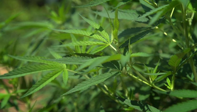 north-carolina-is-harvesting-its-first-legal-hemp-crop-in-decades_1