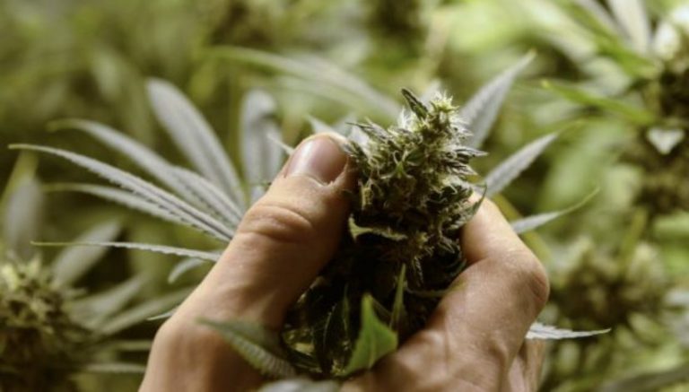 Pro tip: Maybe courthouse bushes aren’t best place to stash your weed