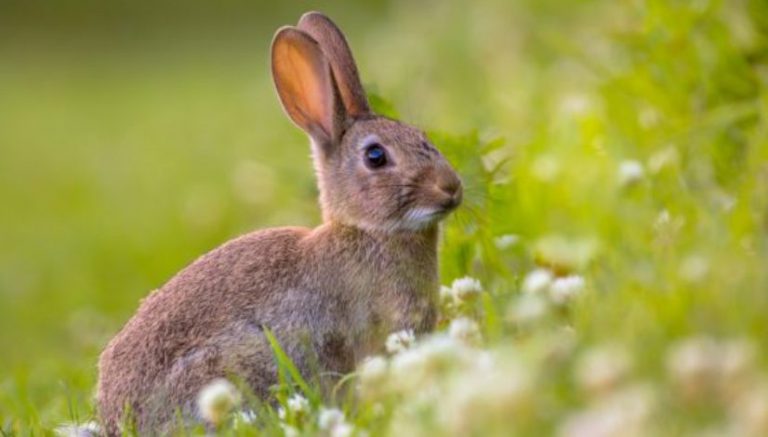 Soft on crime? Candidate advocates use of drug-sniffing bunnies