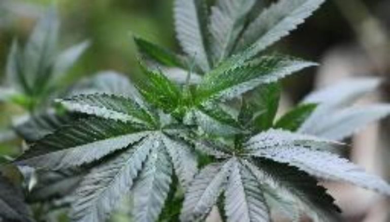 4,000-plus marijuana plants, 4 arrests in raid on elaborate grow in Colorado national forest