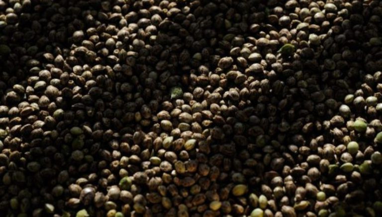 Why Ohio growers may have to break the law to start medical marijuana crops