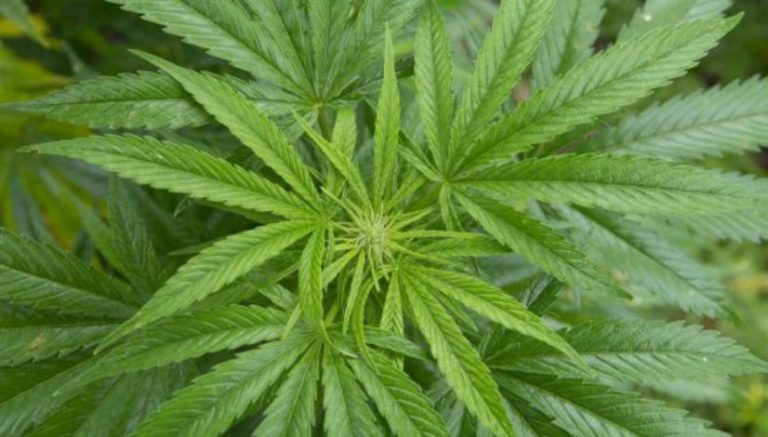 Silicon Valley just got a cannabis trade association