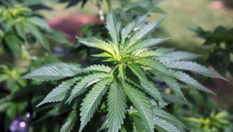 Humboldt County cities will require permits for home grows