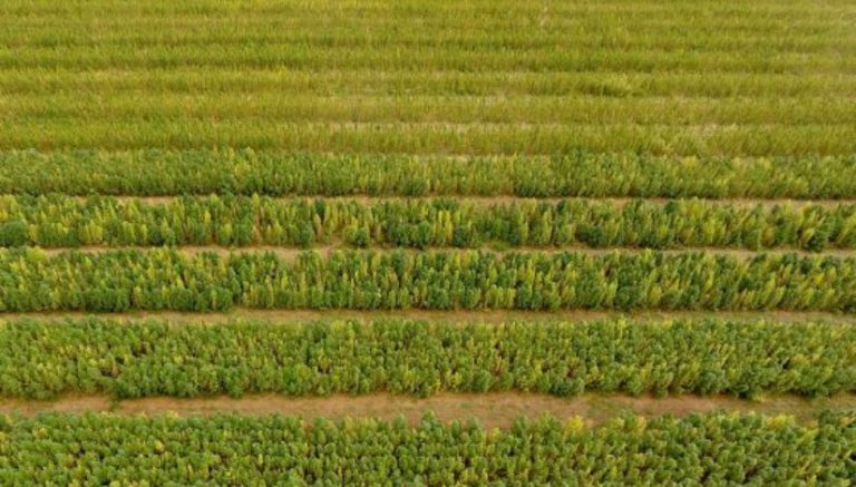 Lots of interest in hemp farming in South Carolina as applications to grow close