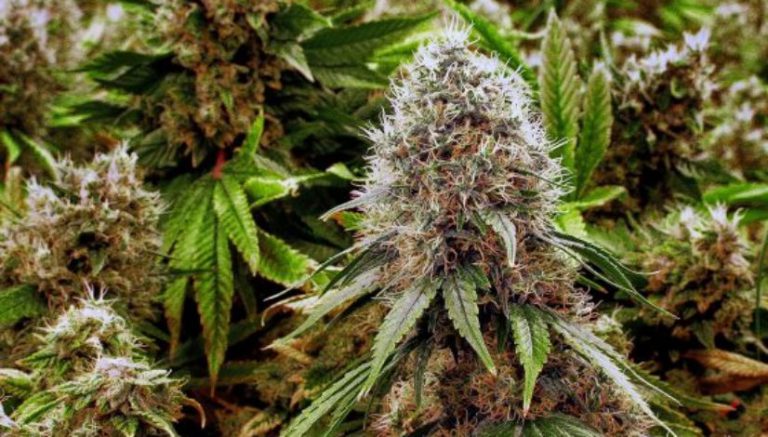 Men arrested in SUV full of illegal weed say they were hired in California to work in Colorado