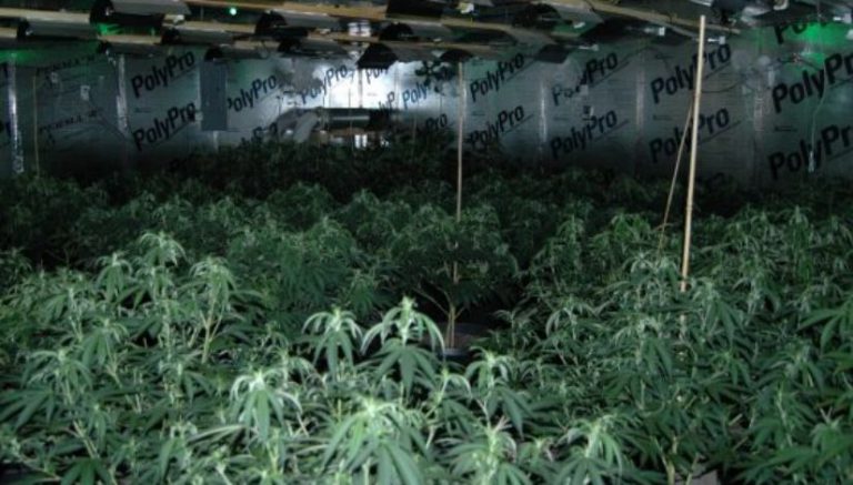Family-run plumbing business was front for illegal marijuana grow op in Massachusetts