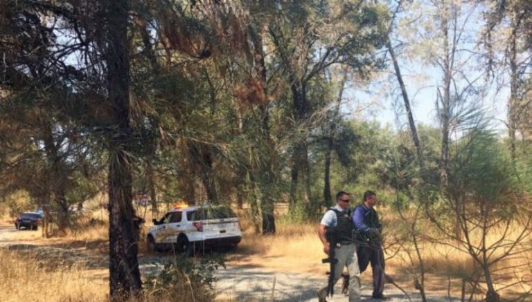 California authorities arrest 18, including Rastafarian church leader, in marijuana raids at numerous sites