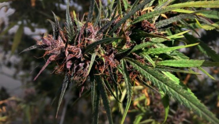 Peru’s conservative leadership legalizes medical marijuana