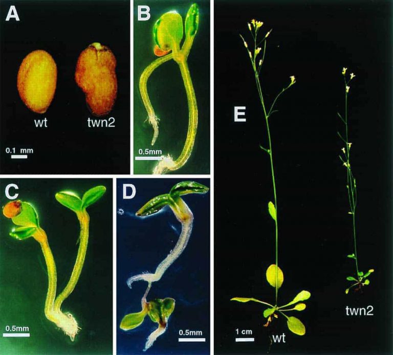 6 Most Common Weed Mutations And How to Spot Them
