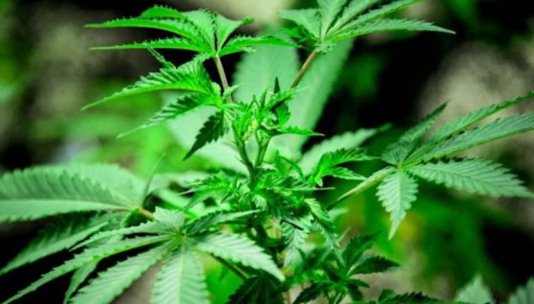 New St. Louis bill would allow residents to use and grow marijuana, within limits