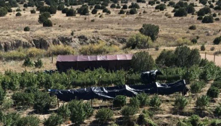 Colorado authorities seize $3.9M worth of marijuana