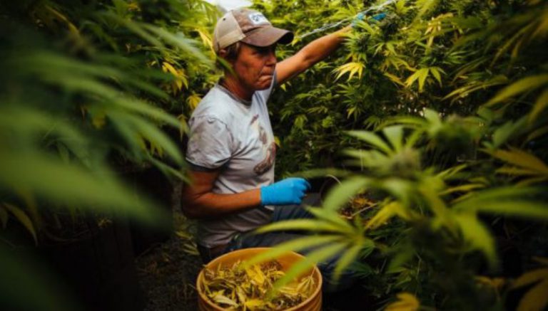 California cannabis growers are assessing the damages. After the shock, resignation.