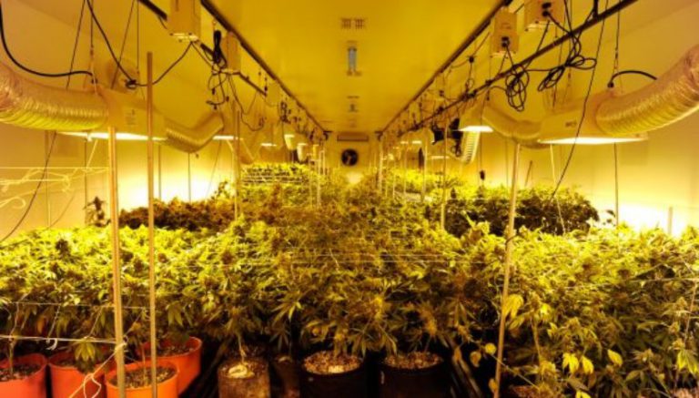 California’s cannabis farms under scrutiny to reduce their environmental impact