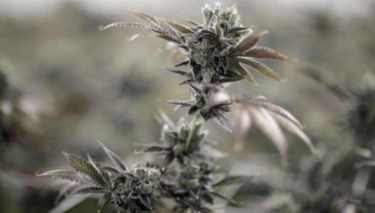 Colorado woman accused of marijuana grow felonies with husband appears in court