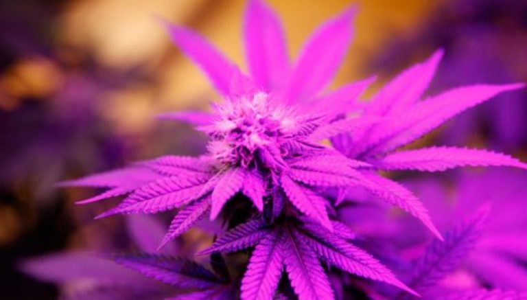 Find your inner “Ganja Goddess” at these ultra-modern wellness retreats