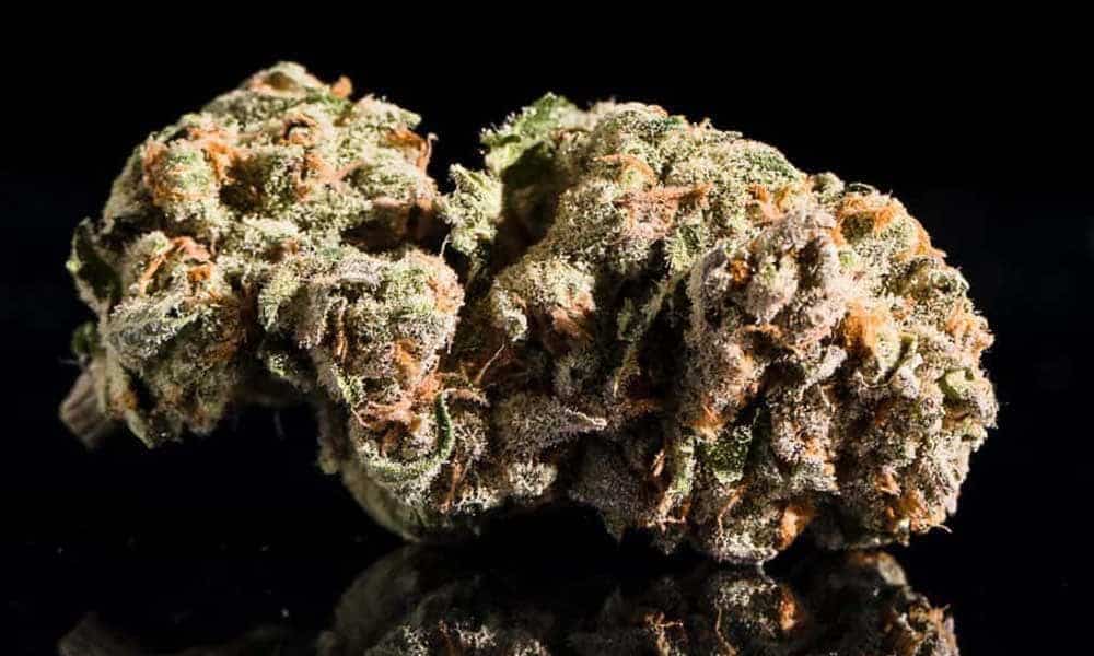 All of the Top 10 Entries from the 2017 Michigan Cannabis Cup