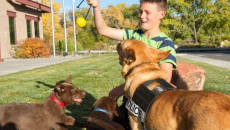 Colorado town’s K-9 puppies will be trained to ignore weed