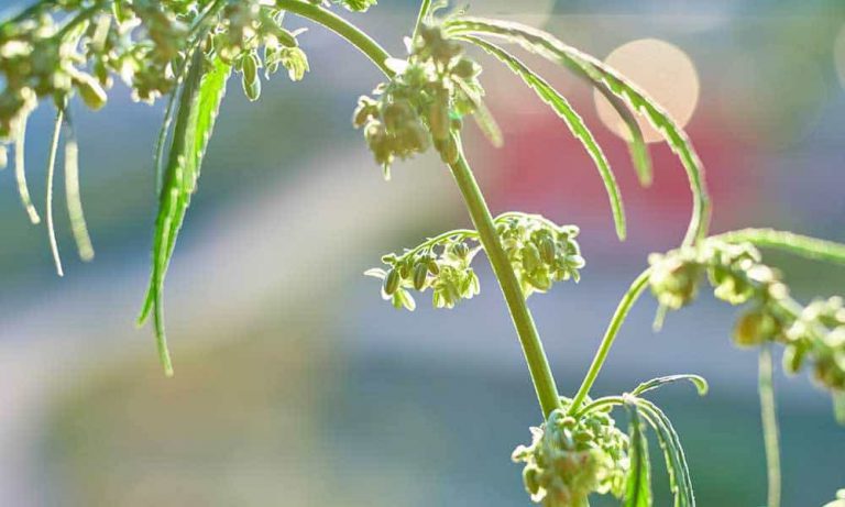 Beginner Grow Tips: Topping, Water Stress & the Root Zone
