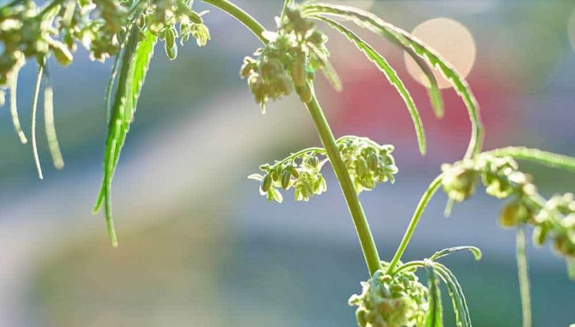 beginner-grow-tips-topping-water-stress-the-root-zone_1