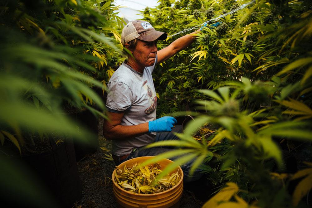 california marijuana growers next steps after fire