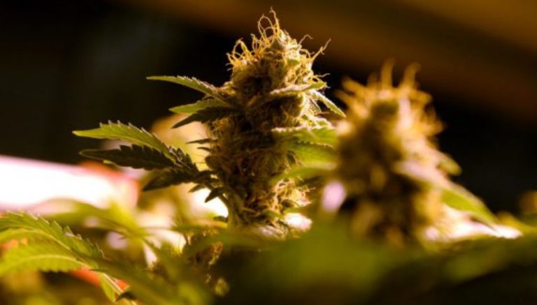 “You idiot!”: Cursing councilman goes on tirade against marijuana advocates