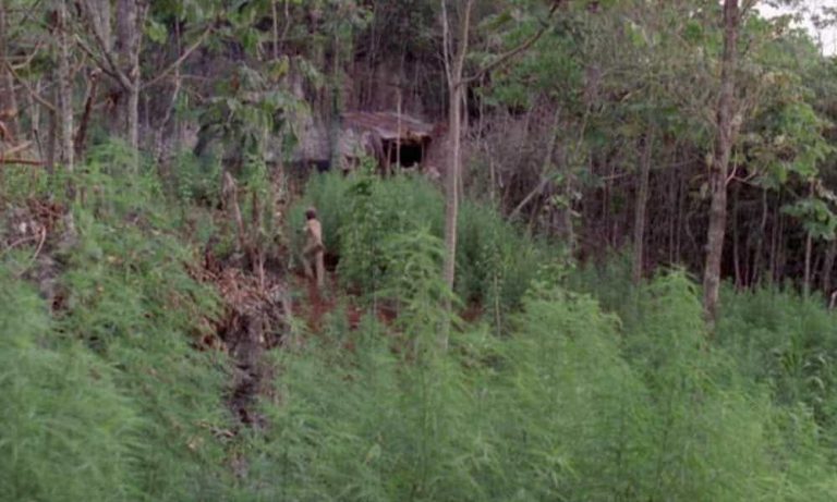 High Buy: Rockers, The Irie Box