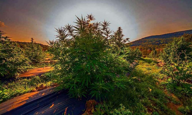 Luce Farm Partners with Brewer to Make CBD Beer