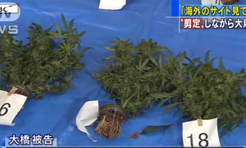 Man Busted For Disguising His Pot Plants As Bonsai Trees