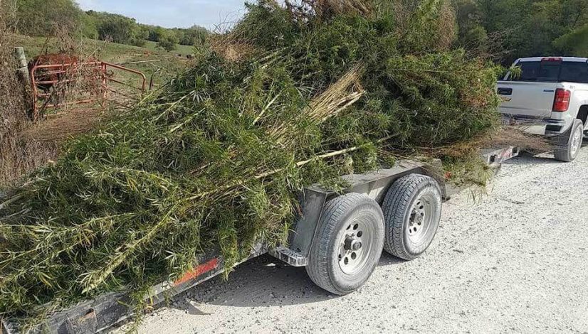 nearly-500-marijuana-plants-uprooted-from-iowa-farm_1