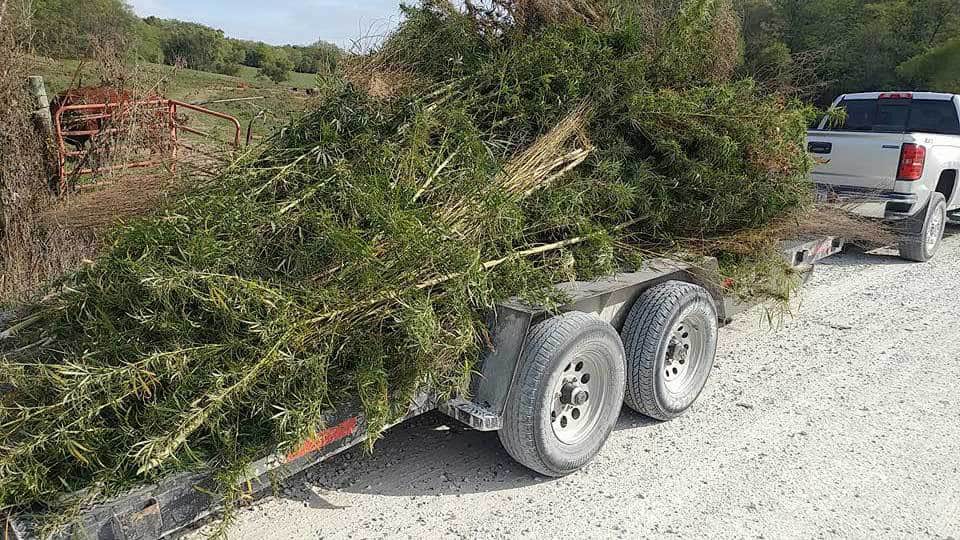 Nearly 500 Marijuana Plants Uprooted from Iowa Farm