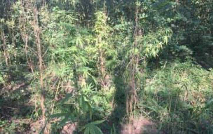 Texas Officials Post Sarcastic Tweet After Removing 3,000 Pot Plants