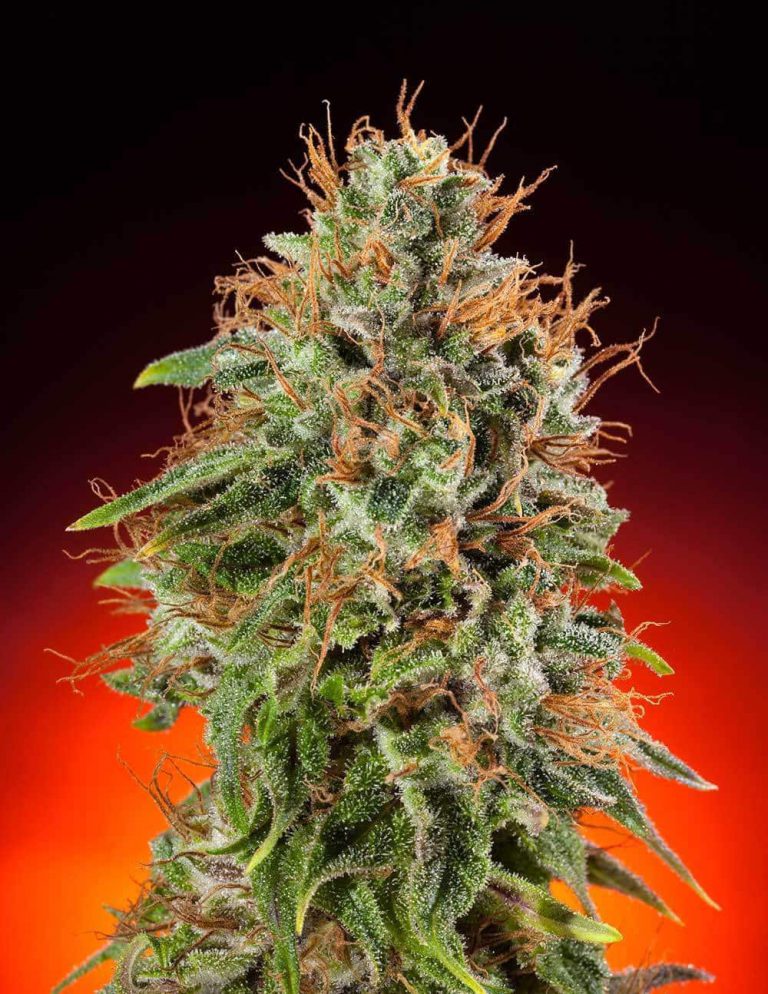 Top 10 Strains to Improve Your Work Out