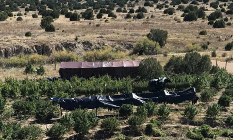 Weed Arrests and Seizures Are on the Rise