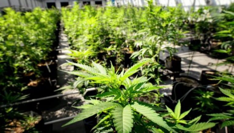 Cannabis firms Canopy Growth, Organa and Green House team up on a joint venture in Canada