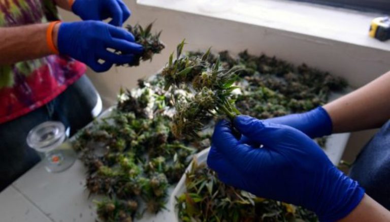 Colorado marijuana shops maintain $136M pace for third straight month