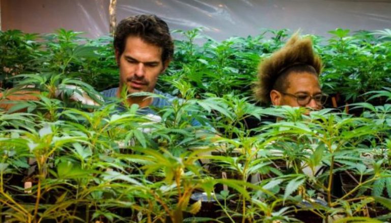 More veterans parlaying their military skills into cannabis careers