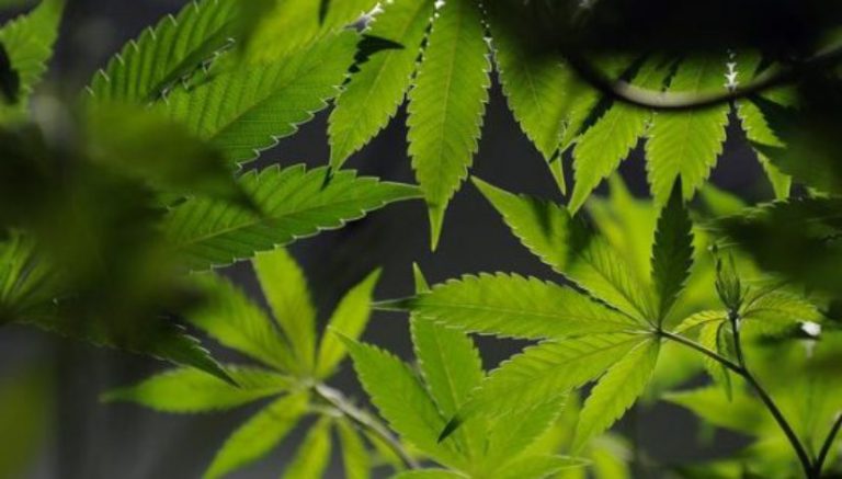 Former Seattle cop pleads guilty to cross-country weed smuggling operation