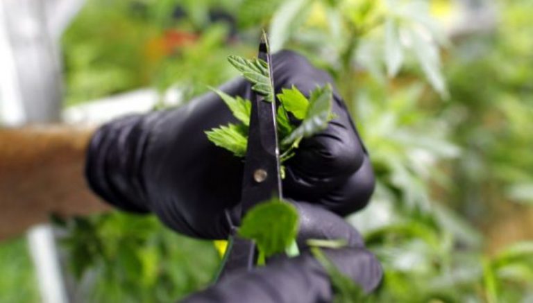 Maine officials say they will start surprise inspections on medical marijuana