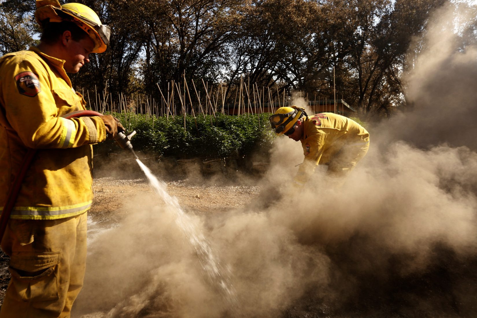 Wildfires impact on California marijuana farmers