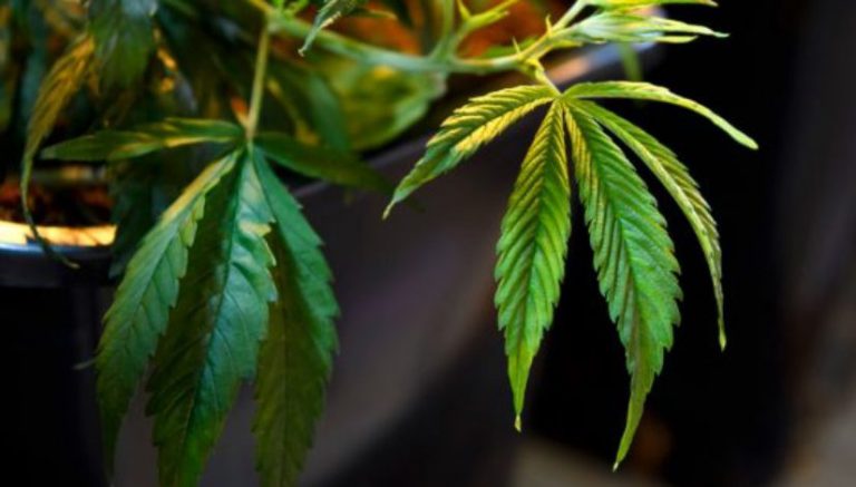 Marijuana syndicate grew pot in gated home in Colorado and sold it around the U.S.