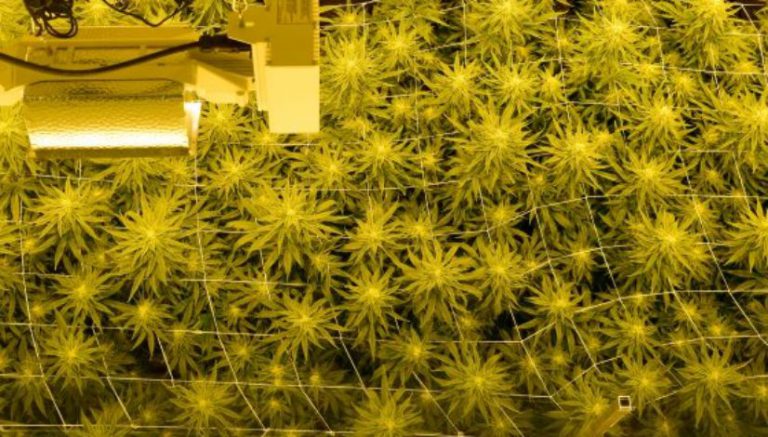 Marijuana odor from cultivation center continues to seep into north Boulder